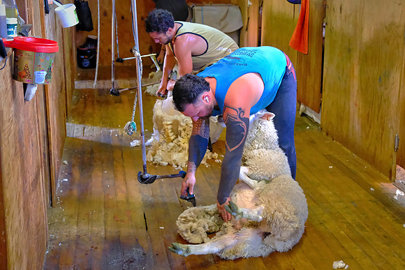 Sheep shearers typically earn US$3 per sheep.  Top pros shear 200+ sheep daily and can earn US$600 per day.