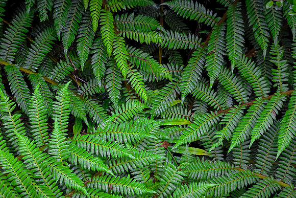 Ferns evolved over 400 mya as a major group of leafy land plants, predating dinosaurs by over 100 million years.