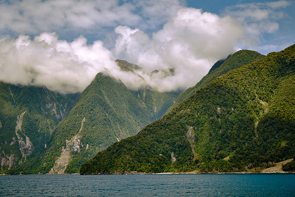 Native beech forests (red, silver, and mountain varieties) form the canopy, alongside rimu, miro, and totara.