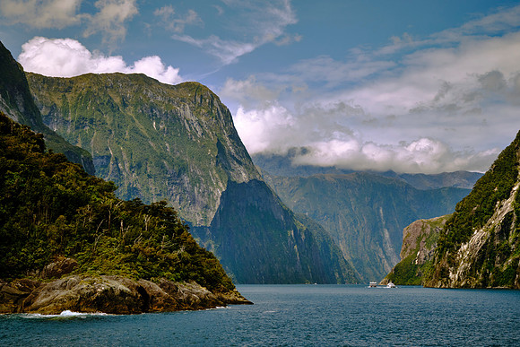 These ancient Gondwanan species thrive on steep cliffs, with epiphytes clinging to trunks.