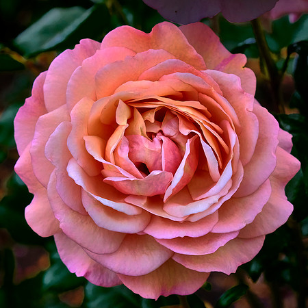 Additionally, the garden has multiple rose gardens with over 800 bushes.