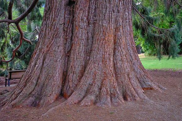 The garden features a mix of exotic and native trees, including massive Douglas firs and heritage oaks planted in 1866.