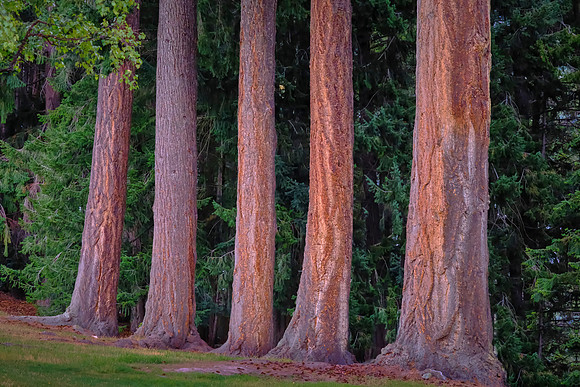 Queenstown Gardens is New Zealand's premier botanical garden.