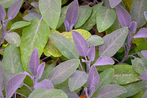 This Purple Sage is a culinary herb.