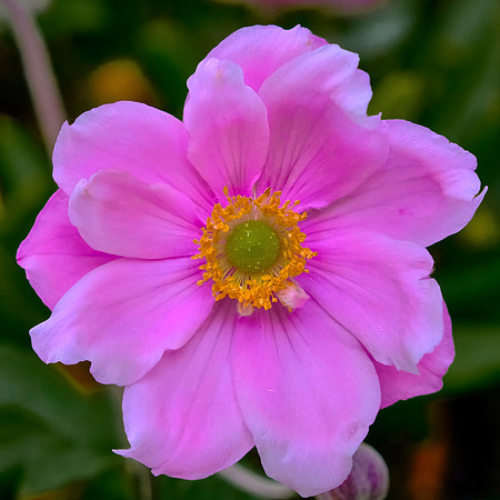 We were there when many of the flowers were in full bloom like this Japanese anemone.