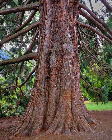 This towering Sequoiadendron giganteum exemplifies the garden's impressive heritage trees.