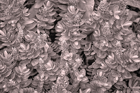 This October Daphne Sedum is a low-growing succulent (rendered in black and white)