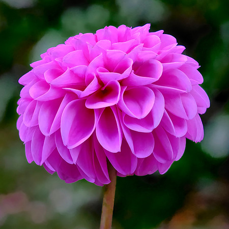 Visitors enjoy walking trails with views of mountains, the lake, and town, plus a large pond, lawn bowls - and flowers.