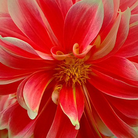 ... and more flowers.