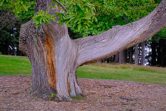 This severely damaged tree is in full recovery mode.