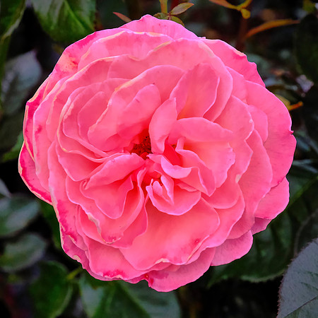 "Pink Flamingo" rose