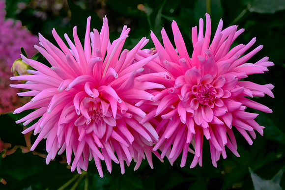 Cactus Dahlias, Hollyhill Cotton Candy know for its tubular, pink petals.