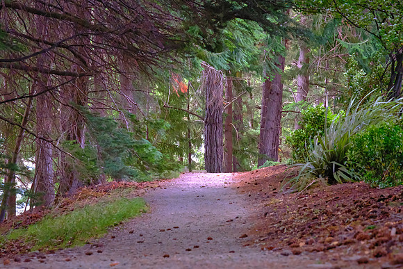 The garden features a mix of exotic and native trees, including massive Douglas firs and heritage oaks planted in 1866.