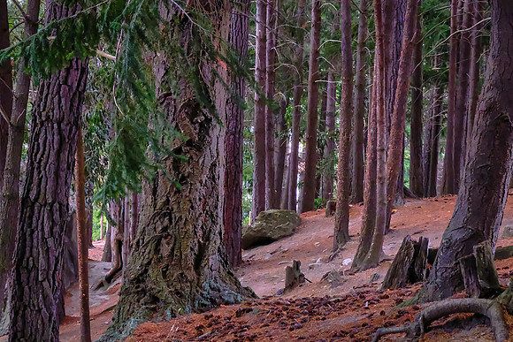 ... and more trees.