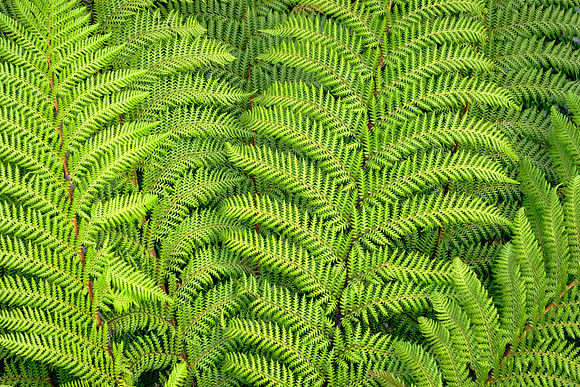 Geothermal areas feature heat-tolerant ferns such as Nephrolepis flexuosa (aka thermal ladder fern).
