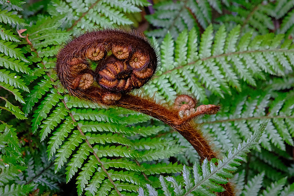 The koru is an unfurling silver fern frond and is an iconic symbol of both Mäori art and New Zealand.