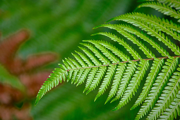 The Silver Fern appears on Air New Zealand aircraft, banknotes, and government logos.