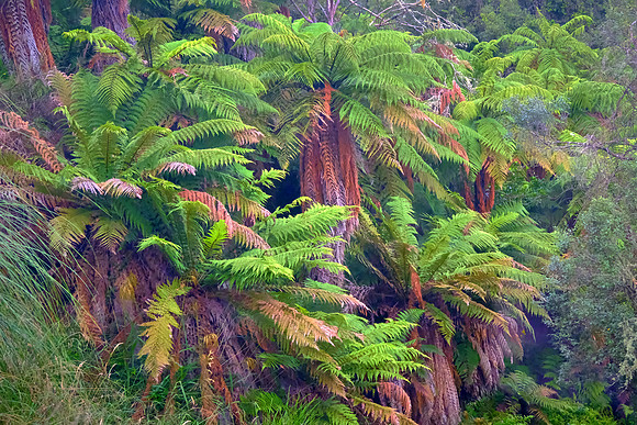 With over 50 inches of rain annually, large tree ferns are prevalent in the valley.