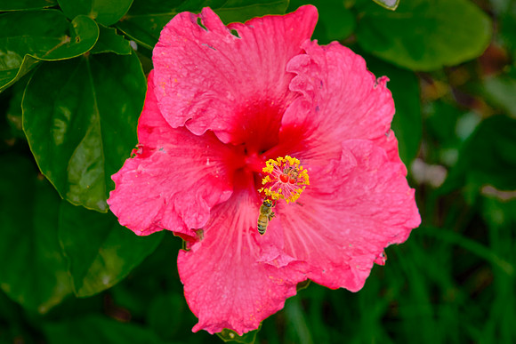 Hibiscus and visitor.
