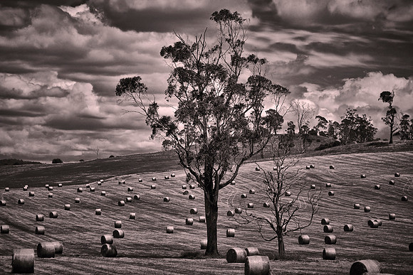On the road from Hobart to Cradle Mountain National Park, Tasmania