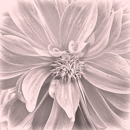 Dahlia pinnata, Queenstown Gardens, New Zealand