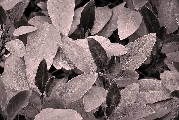 Purple Sage, Queenstown Gardens, New Zealand