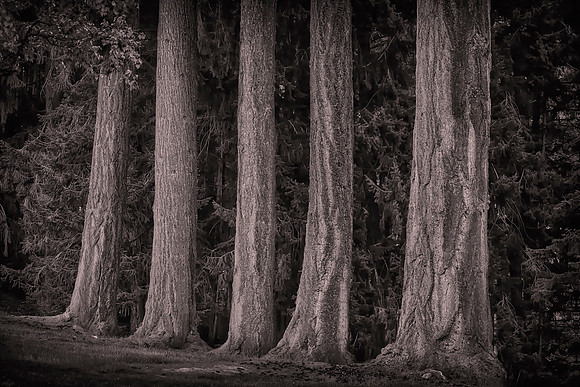 Douglas Firs, Queenstown Gardens, New Zealand