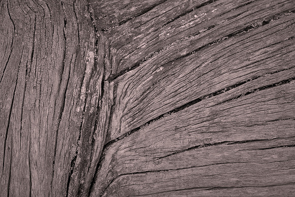 Douglas Fir, Queenstown Gardens, New Zealand