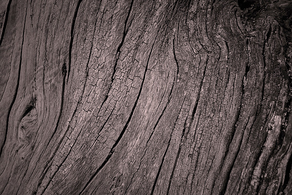Oak, Queenstown Gardens, New Zealand