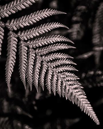 Silver Fern, Redwood Forest, Rotorua, New Zealand