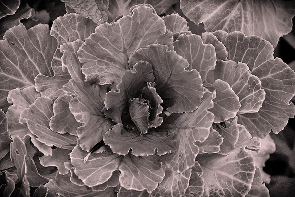 Ornamental Cabbage, Queenstown Gardens, New Zealand