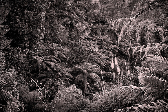 Waimangu Volcanic Valley, Rotorua, New Zealand