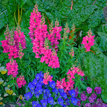 Spring flowers at the Pines, Davidson, NC