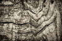 2026 Mar - Wood Bits in B&W
