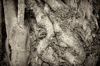 2026 Mar - Wood Bits in B&W