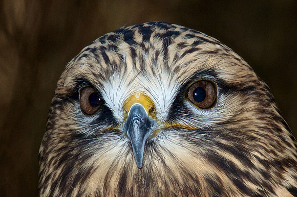 Rough-Legged Hawk