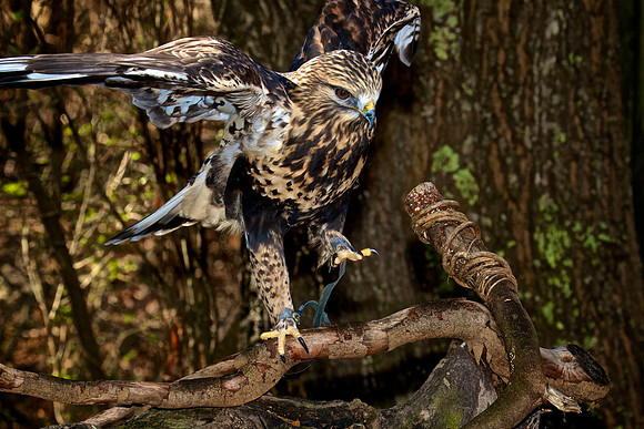 Rough-Legged Hawk