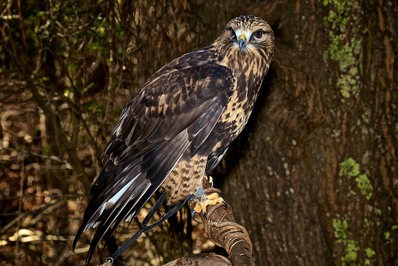 Rough-Legged Hawk