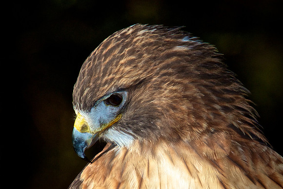 Rough-Legged Hawk