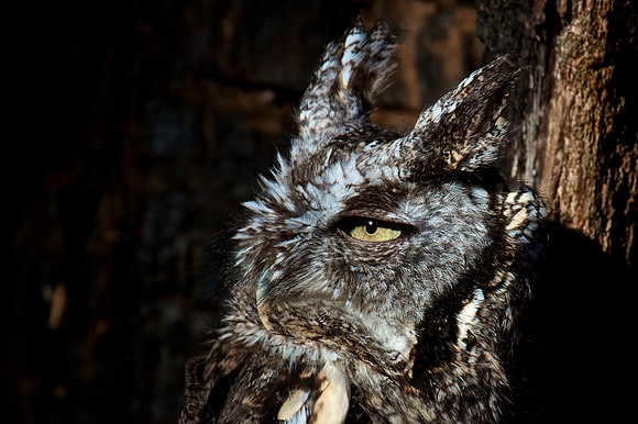 Eastern Screech Owl