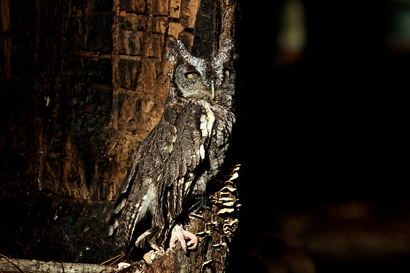 Eastern Screech Owl