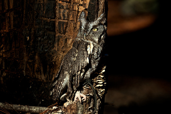 Eastern Screech Owl