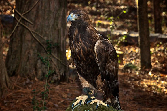 Golden Eagle