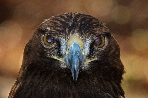 Golden Eagle