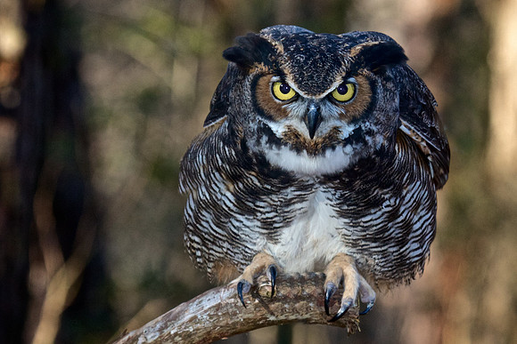 Great Horned Owl