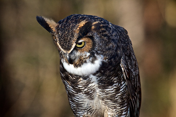 Great Horned Owl
