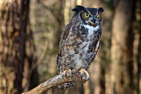 Great Horned Owl