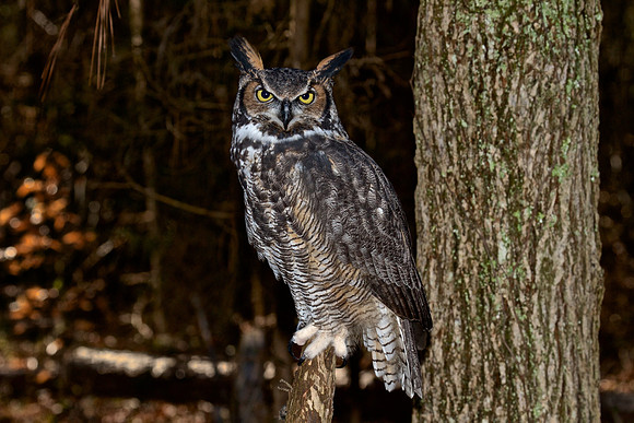 Great Horned Owl