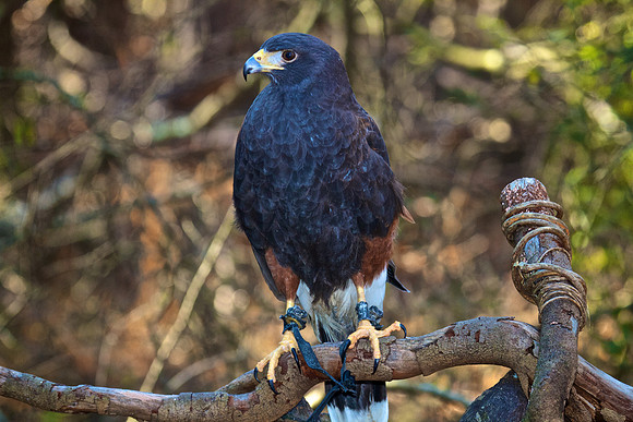 Harris Hawk