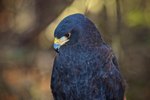 Harris Hawk